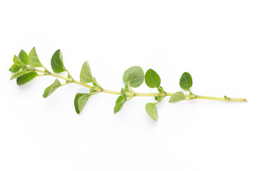 Herbal spice on a white background. Top view.