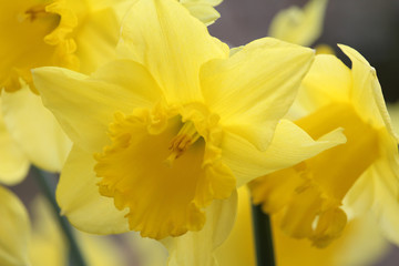 Obraz premium A beautiful group of Narcissus 'King Alfred' Daffodil, taken in close up, growing outdoors in the spring. Selective focus.