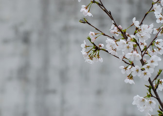 Pear Blossoms in Spring