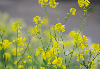 Rapeseed Flowers in the Field in Spring