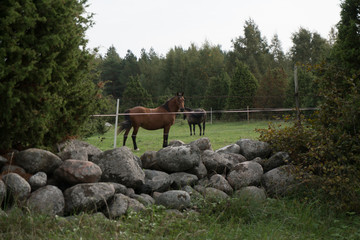 Horses behind a stone wall