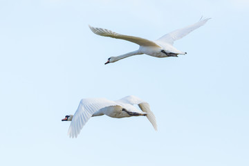 two isolated white mute swans (cygnus olor) in flight, spread wings