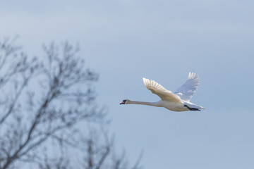 white mute swan (cygnus olor) flying towards tree, blue sky