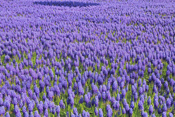 Fototapeta premium Spring flowers - Muscari blue.