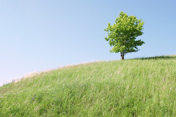 Fototapeta na wymiar Tree on the hill with bright blue sky