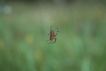 Spider resting on its web