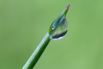 Grasshalm am morgen mit Wassertropfen