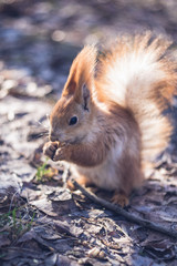 Close-up portrait young squirrel eats nut.