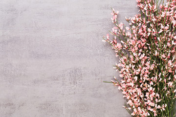 Spring greeting card, living coral color flowers on the pastel background.