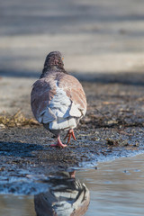 Pigeon on the ground.