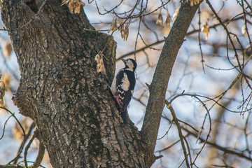Bird on a branch. Woodpecker on a tree.