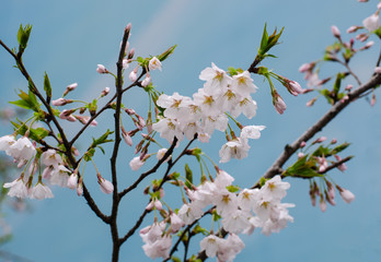 Pear Blossoms in Spring