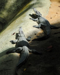 two alligators on a rock