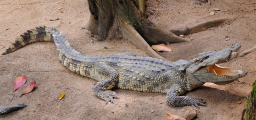 big alligator with an open mouth