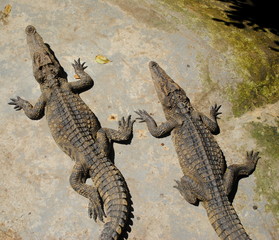 two crocodiles