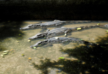 three crocodiles in water
