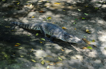 the alligator camouflage