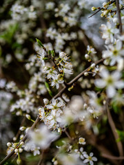 close up of white spring flowers in nature