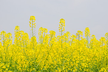 Obraz premium Rapeseed Flowers in the Field in Spring