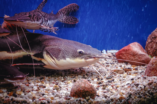 Barred sorubim and redtail catfish in a fish tank