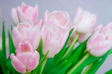 Fototapeta premium Pink tulips in pastel light pink and white tints at blurry grey background, closeup.