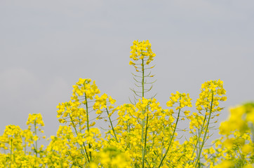 Obraz premium Rapeseed Flowers in the Field in Spring