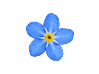 forget me not
