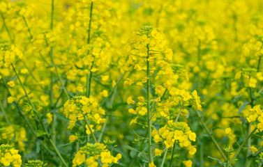 Obraz premium Rapeseed Flowers in the Field in Spring