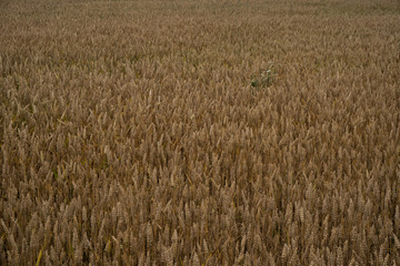 Golden wheat field
