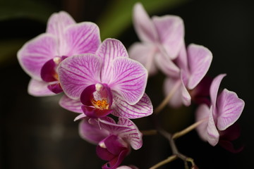 Fototapeta na wymiar Орхидные