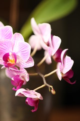 Orchidáceae