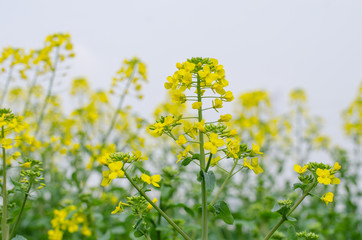 Rapeseed Flowers in the Field in Spring