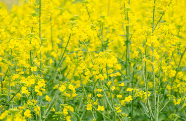 Rapeseed Flowers in the Field in Spring