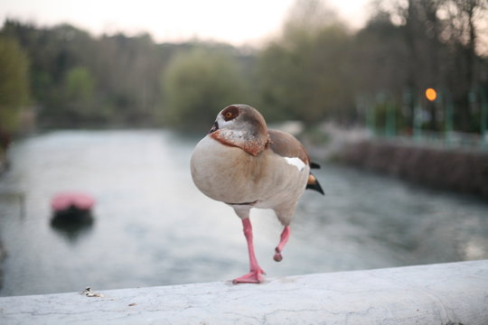 anatra senza zampa