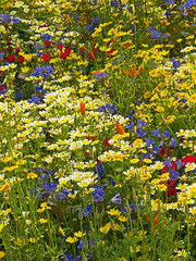 A Californian wild flower meadow with a selection of colourful wild and natural flowers