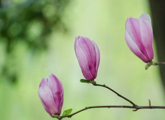 Magnolia blooming in spring