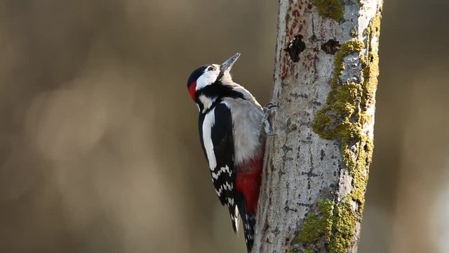 Male of Great spotted woodpecker, Dendrocopos major