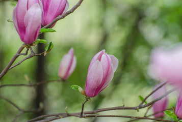 Magnolia blooming in spring