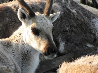 Fototapeta premium Deer in the tundra. Photo of a deer near the Ural tundra. Summer photos of deer.