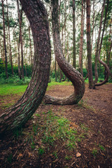 Obraz premium Crooked Forest - famous tourist attraction in Nowe Czarnowo village, Poland