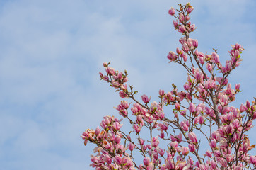 Magnolia blooming in spring
