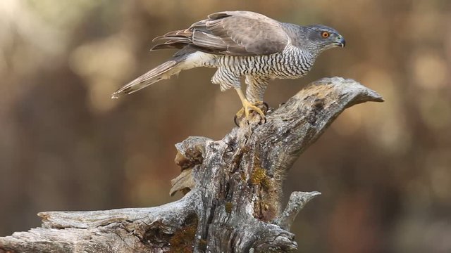 Tree years olad male of Northern goshawk, Accipiter gentilis