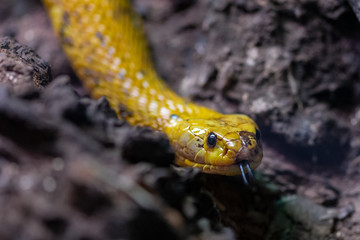 The Cape Cobra (Naja nivea), also called the yellow cobra.