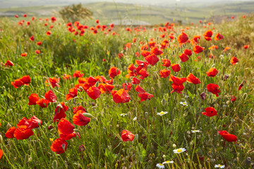 Closeup bright red poppies with blurry poppies in the background at Hierapolis in Turkey