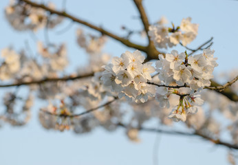 Pear Blossoms in Spring