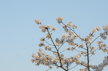 Pear Blossoms in Spring