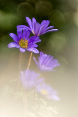 Oriental anemone - Anemone Blanda, photographed with a vintage lens