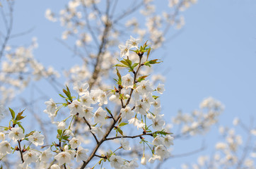 Pear Blossoms in Spring