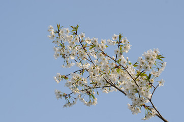Pear Blossoms in Spring