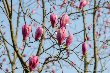 Magnolia blooming in spring